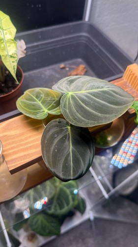 Philodendron melanochrysum - philodendron,