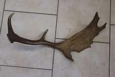 Abwurfstangen Damgeweih Geweihstangen Hirschhorn Hirschgeweih Damhirsch