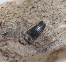Zahn, Steneosaurus sp., Jura