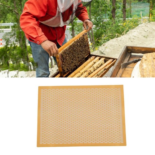 Frame queen bee - bee,