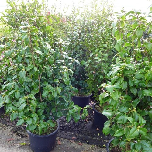 Kamelie japonica chameleon - kamelie,