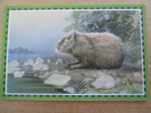 Bild chlorodont - 1.bild,
