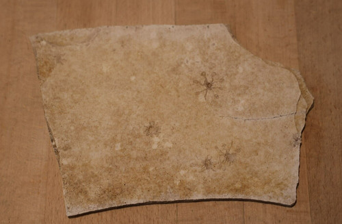 Fossil haarsterne seelilie - 7,