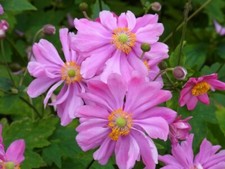 Staude herbst anemone - herbst, japonica