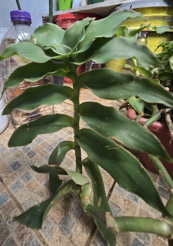 Callisia fragrans basket - fragrans,