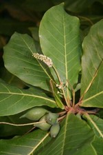 Samen seemandelbaum - 5,