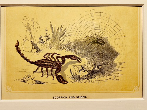 Spinne und skorpion insekten - spinne,