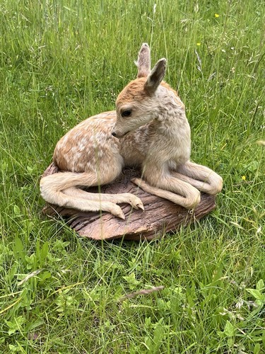 Jagdtrophäe rehkitz präparat - jagdtrophäe,