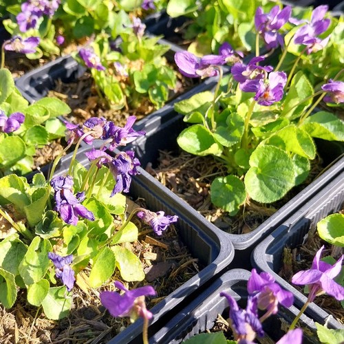 Viola odorata ʻkönigin - viola,