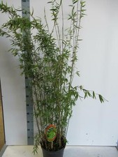 Fargesia jiuzhaigou jade - fargesia, 1