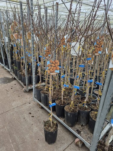 Mandelbaum prunus dulcis - prunus,