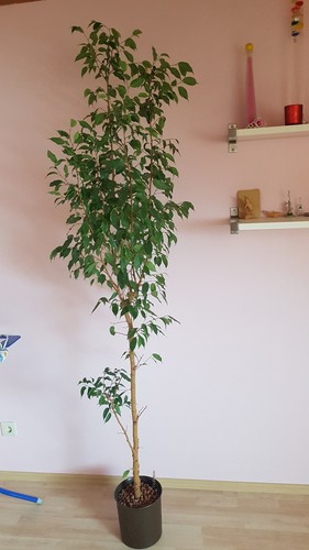 Ficus benjamini birkenfeige - benjamini,