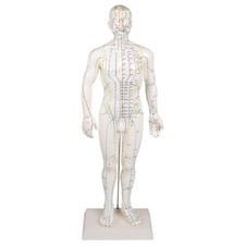 Akupunkturfigur männlich 45 cm, Anatomie Modell, Anatomische Lehrmittel