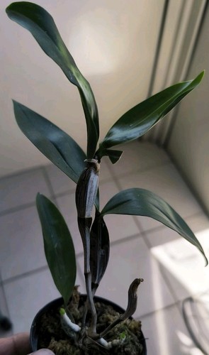 Dendrobium farmeri white - farmeri,