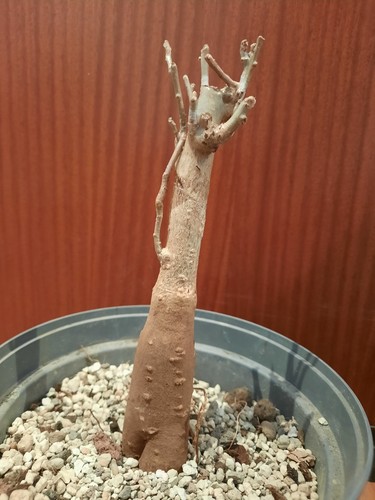 Adansonia digitata schöner - adansonia,