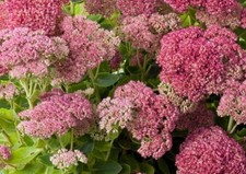 Fette Henne Fetthenne Sedum