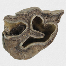 Fossil C. Antiquitatis