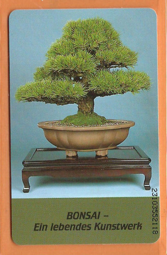 1640 bonsai club - 10.93,