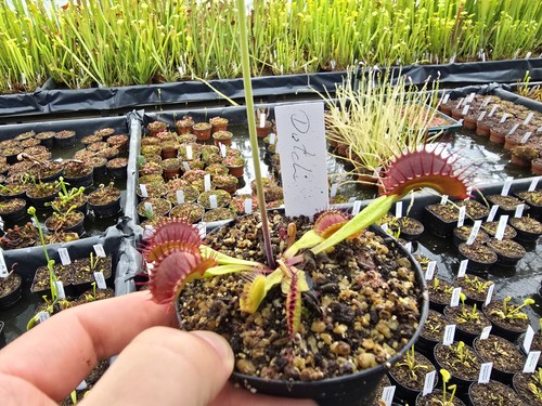 Dionaea muscipula dutch - dionaea,