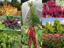 Amarant Amaranth PAKET III -