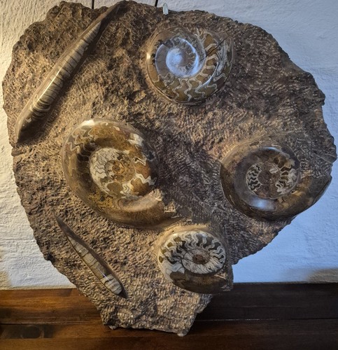 Kg schwerer fossilien - 20,