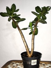Geldbaum (Crassula ovata) Glücksbringer Pfennigbaum ca.40 cm. hoch