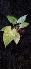 Alocasia Macrorrhiza Splash /