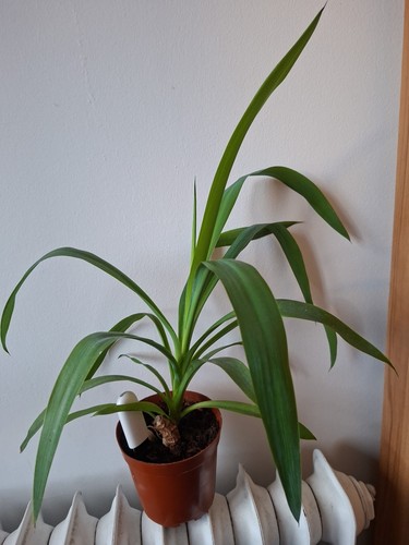 Yucca elephantipes einstämmig - yucca,