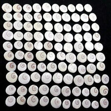 Natürliche Shiva Augen Cabochone 10 Stück 9-11 mm, Top Preis