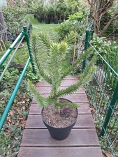 1 x Araucaria Araucana -