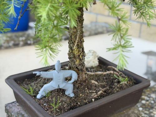 Bonsai lerche nadelbaum - lerche, ca.