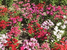 1000 Samen Niedrige Bartnelke Mix Bartnelken Indianerteppich - Dianthus barbatus