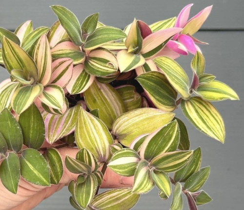 Tradescantia chrysophylla