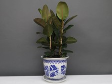 China Porzellan Blumentopf