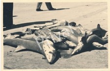 Foto marine tümmler - ii,