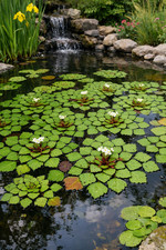 Trapa natans Wassernuss -