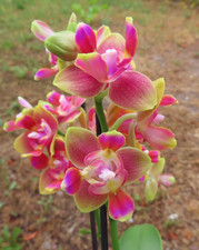 Orchidee Phalaenopsis Limited peloric Sogo Lawrence "Triple lip" !