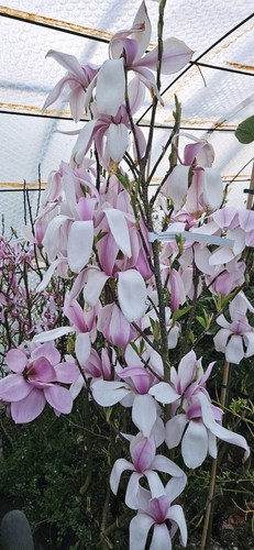 Magnolia hybrida sentinel - magnolia,