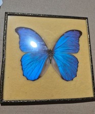 Morpho Didius Schmetterling