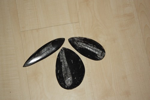 Orthoceras tintenfisch 3 - orthoceras, (3