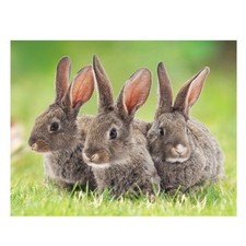3D Magnet Tiere - Hasen