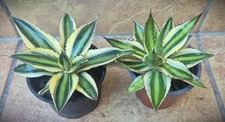 2x Agave lophantha/univittata quadricolor Ø 12 cm variegata winterhart -12 C