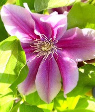Waldrebe Clematis 'Dr. Ruppel' rosa / weiß gestreift 60 - 100 cm
