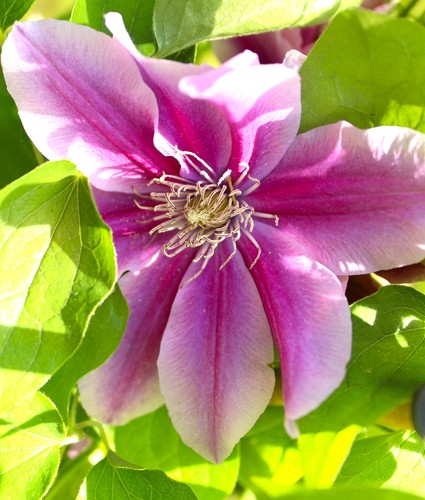 Waldrebe clematis ruppel - waldrebe, 'dr.