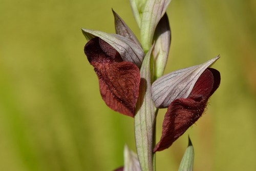 Serapias cordigera bulbe - serapias,
