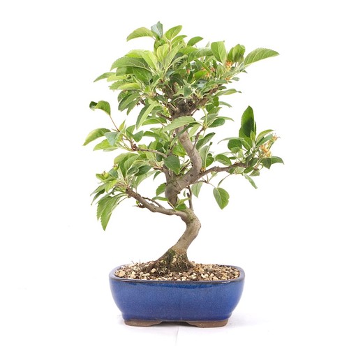 Bonsai zierapfel malus - zierapfel, 'malus