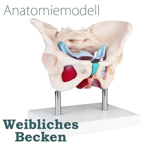 Lebensgroßes weibliches