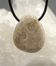 VERSTEINERTE KORALLE kleiner