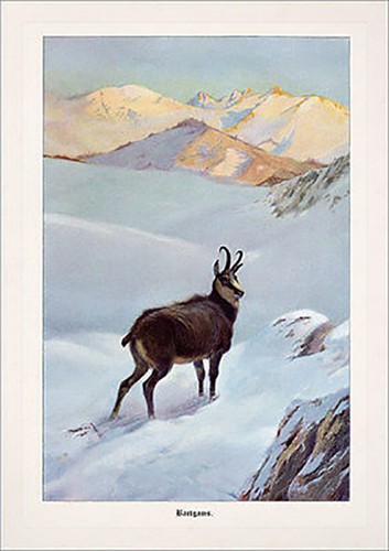 Bartgams jagdbild gämse gemse - bartgams,