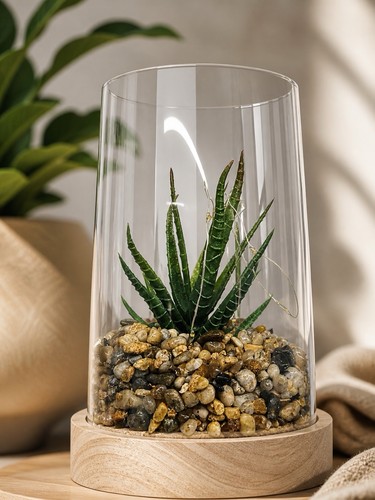Terrarium glas mit sukkulente - glas,
